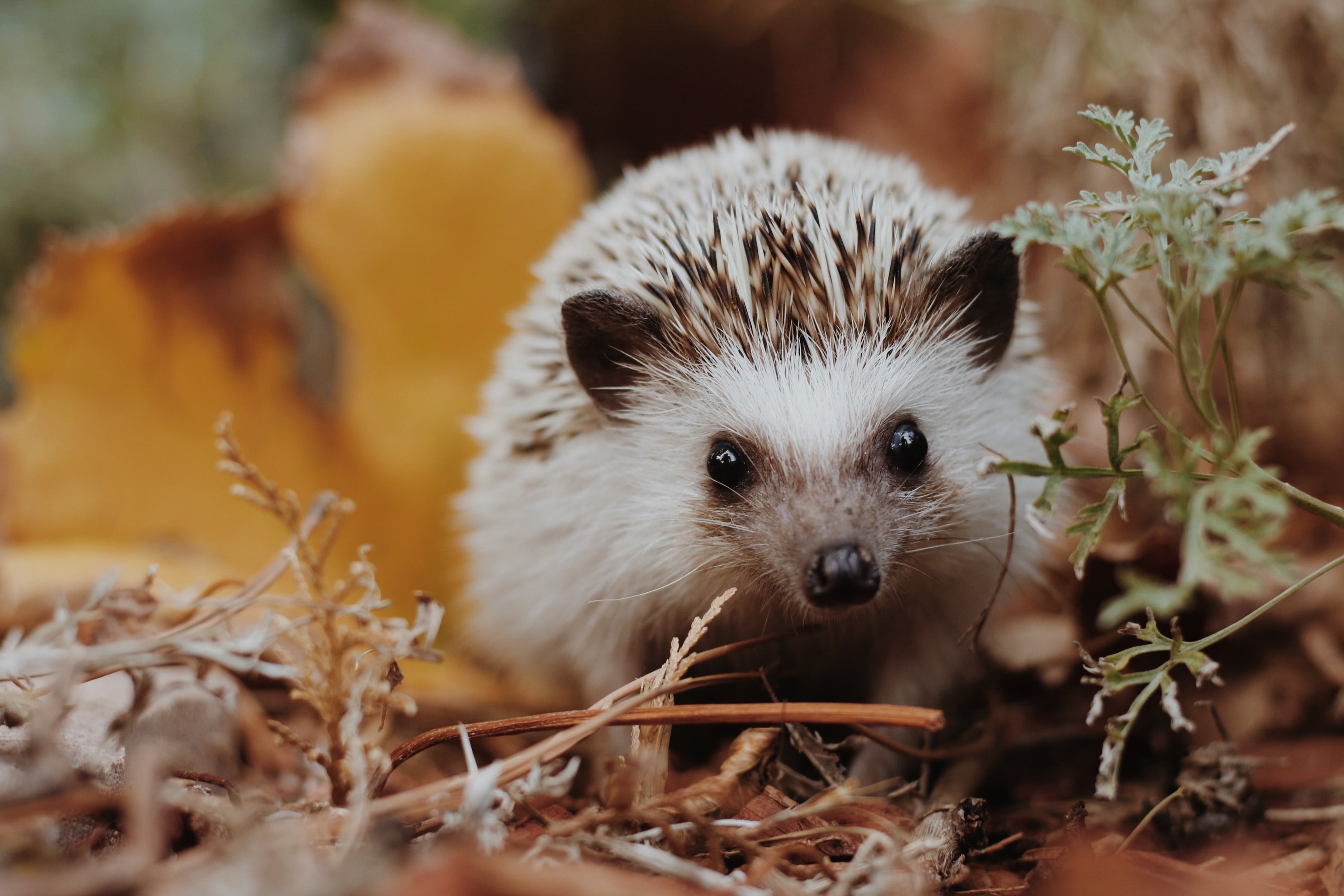 4 oktober: Dierendag